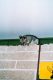 tierwelt4a