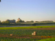 blick richtung neuss1