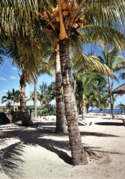 mauritius - pointe aux piments 3_bearbeitet