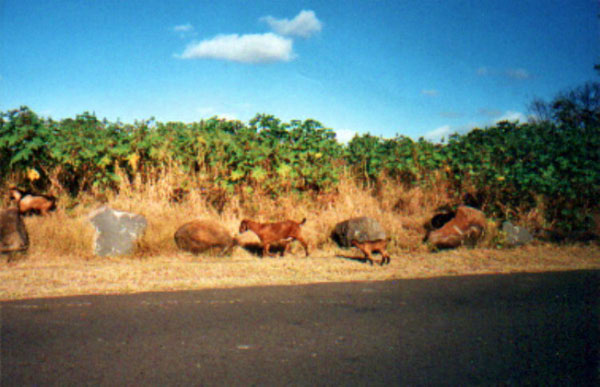 mauritius - pointe aux piments 7_bearbeitet
