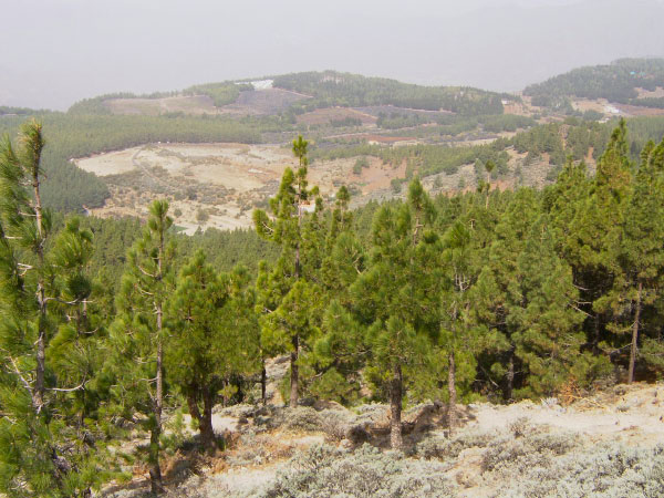 DSCI0713