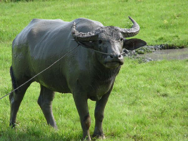 Vietnam_Landwirtschaft_1
