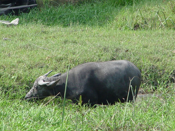 Vietnam_Landwirtschaft_2
