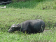 Vietnam_Landwirtschaft_2